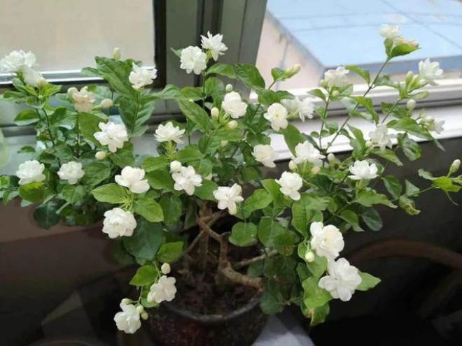 Loại hoa này nên ngắt cành vào mùa xuân, càng mạnh tay hoa càng bùng nổ, nở tung - 7 - kythuatcanhtac.com