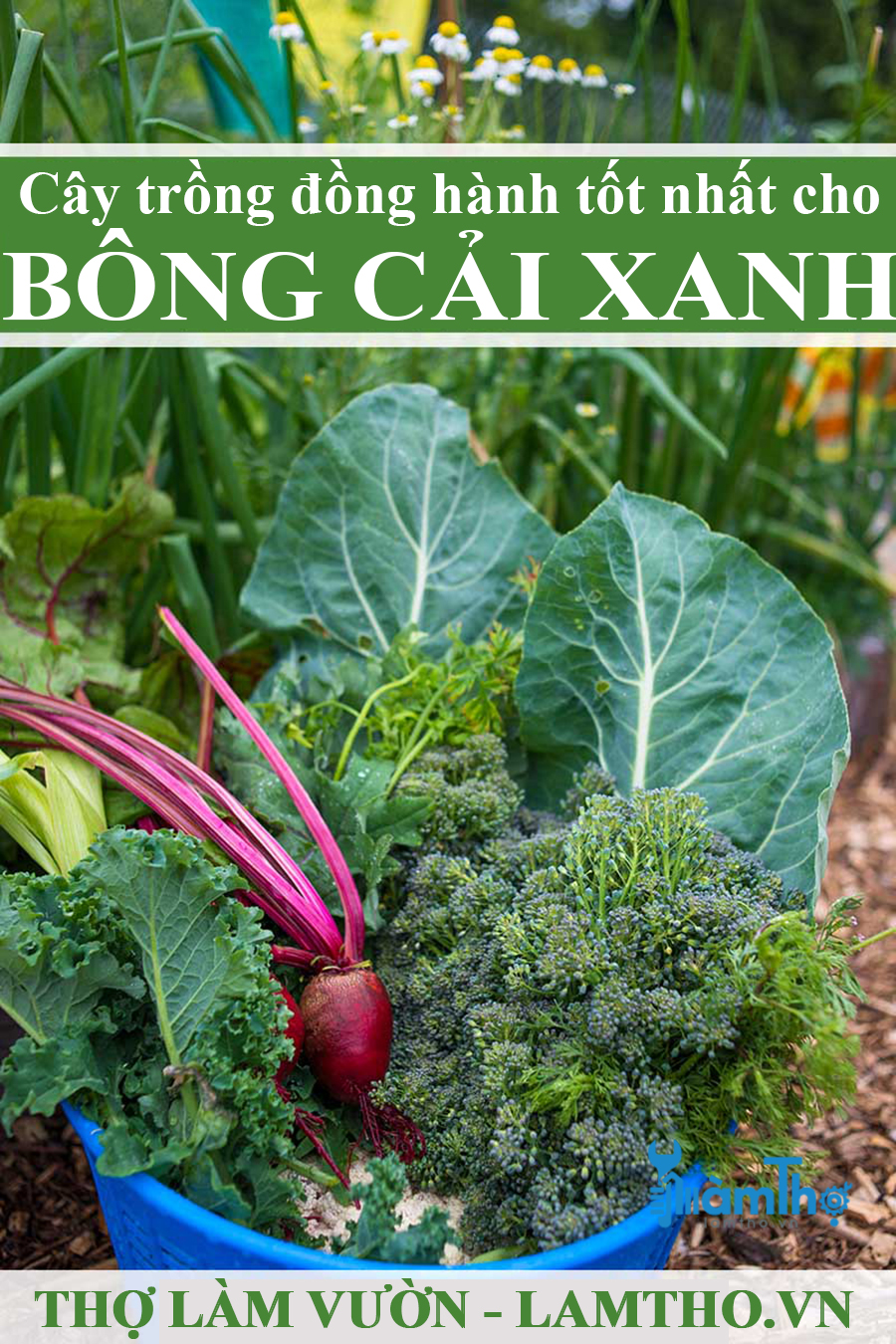 Các loại cây trồng đồng hành tốt nhất cho bông cải xanh - kythuatcanhtac.com
