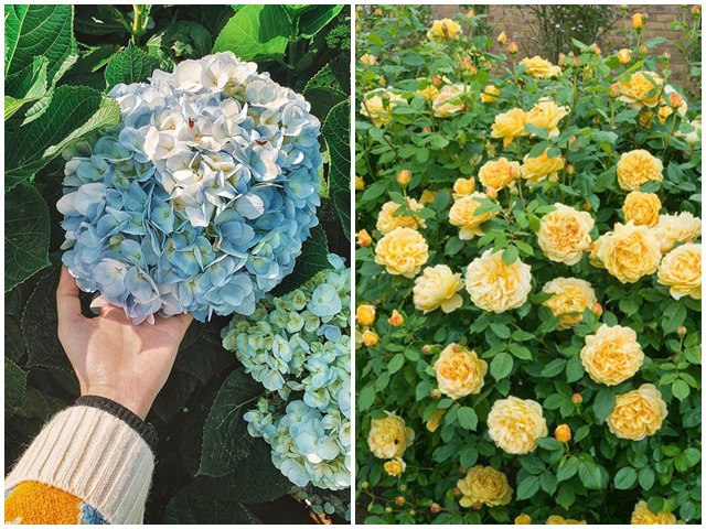 5 loại hoa tượng trưng cho sự chia ly, rất đẹp nhưng Tết không nên để trong nhà - kythuatcanhtac.com