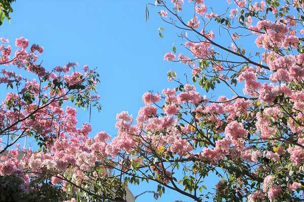 Cây Kèn Hồng có ý nghĩa và cách trồng cây Chuông Hồng ra hoa đẹp - 1 - kythuatcanhtac.com