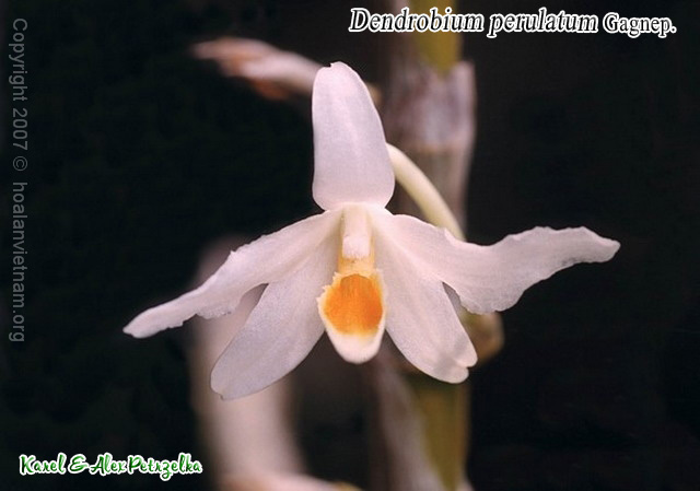 Dendrobium perulatum, hoàng thảo dẹt - kythuatcanhtac.com