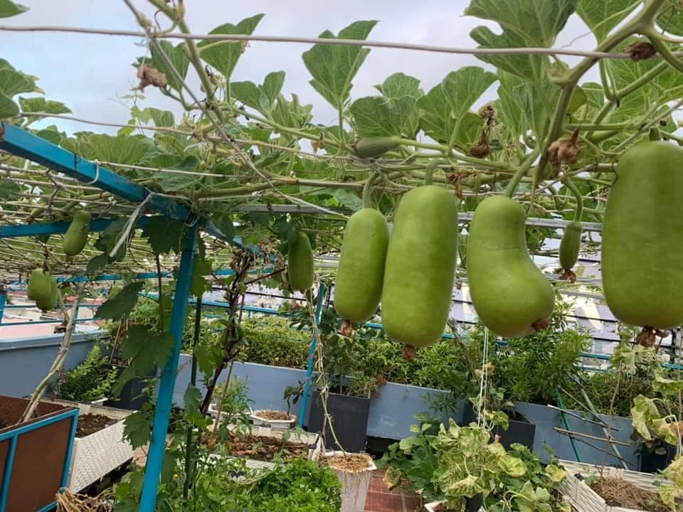 Nhiều lần mất trắng vườn vì mưa bão, mẹ Đà Nẵng quyết tâm phục thù, được sân thượng mướt xanh - 5 - kythuatcanhtac.com